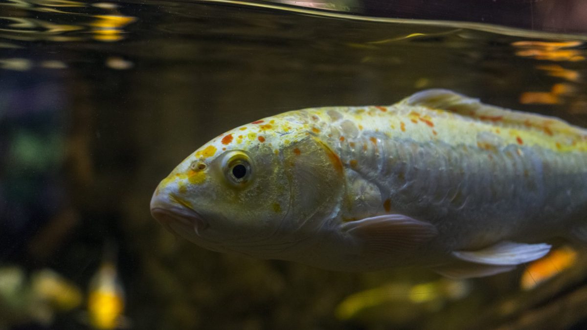 Koi swim in the Nishikigoi exhibit in the Rivers of the World gallery.