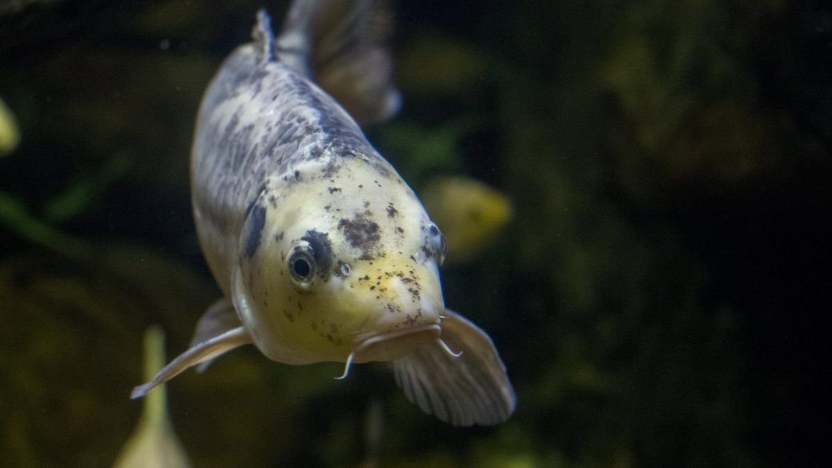 A koi swims in the Nishikigoi exhibit in the Rivers of the World gallery