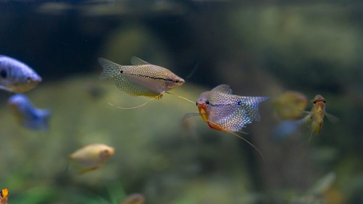 Various species of Gourami swim in the Kapuas River exhibit