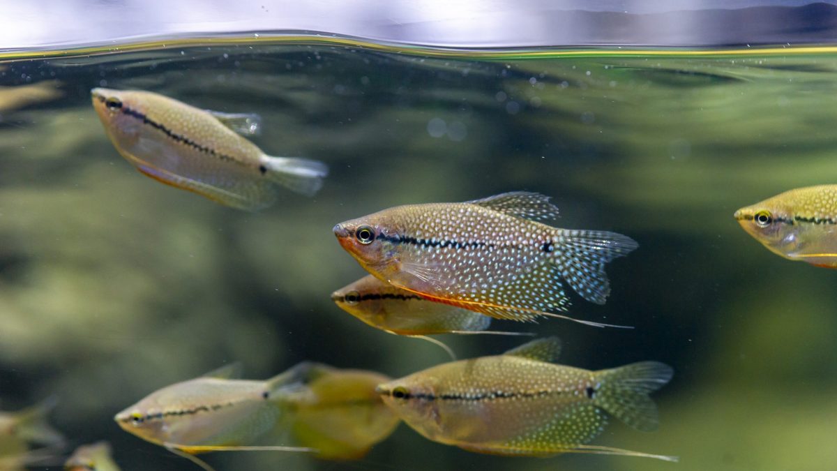 Gourami swim in the Kapuas River exhibit