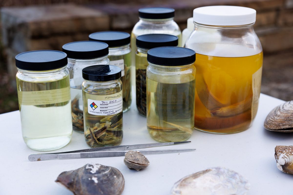 Preserved museum specimens of aquatic wildlife