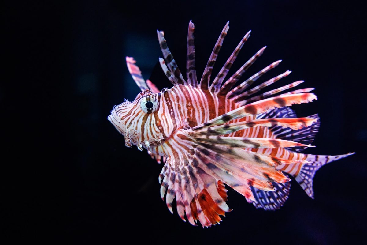 lionfish