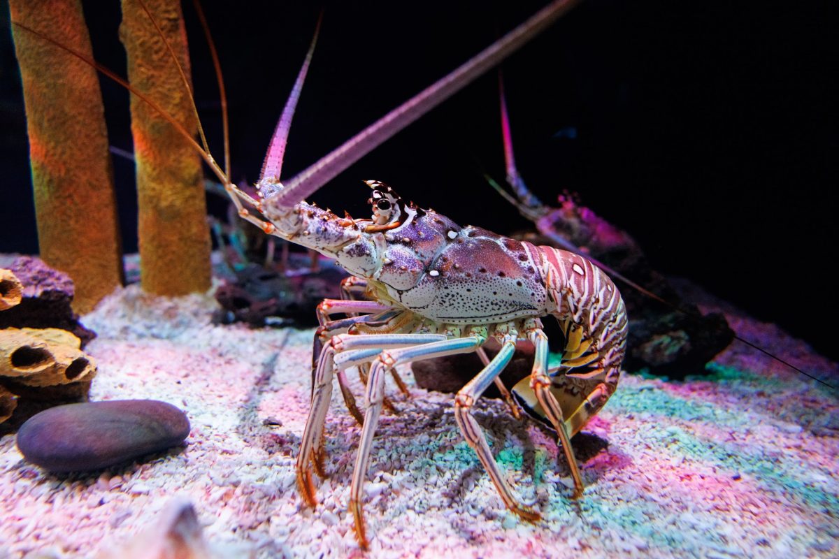 Spiny Lobster