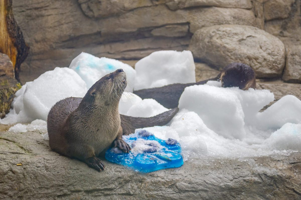 river otter in snow