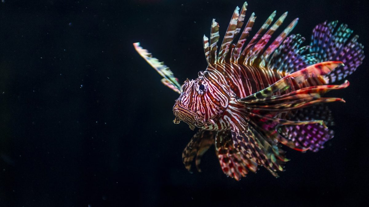 lionfish