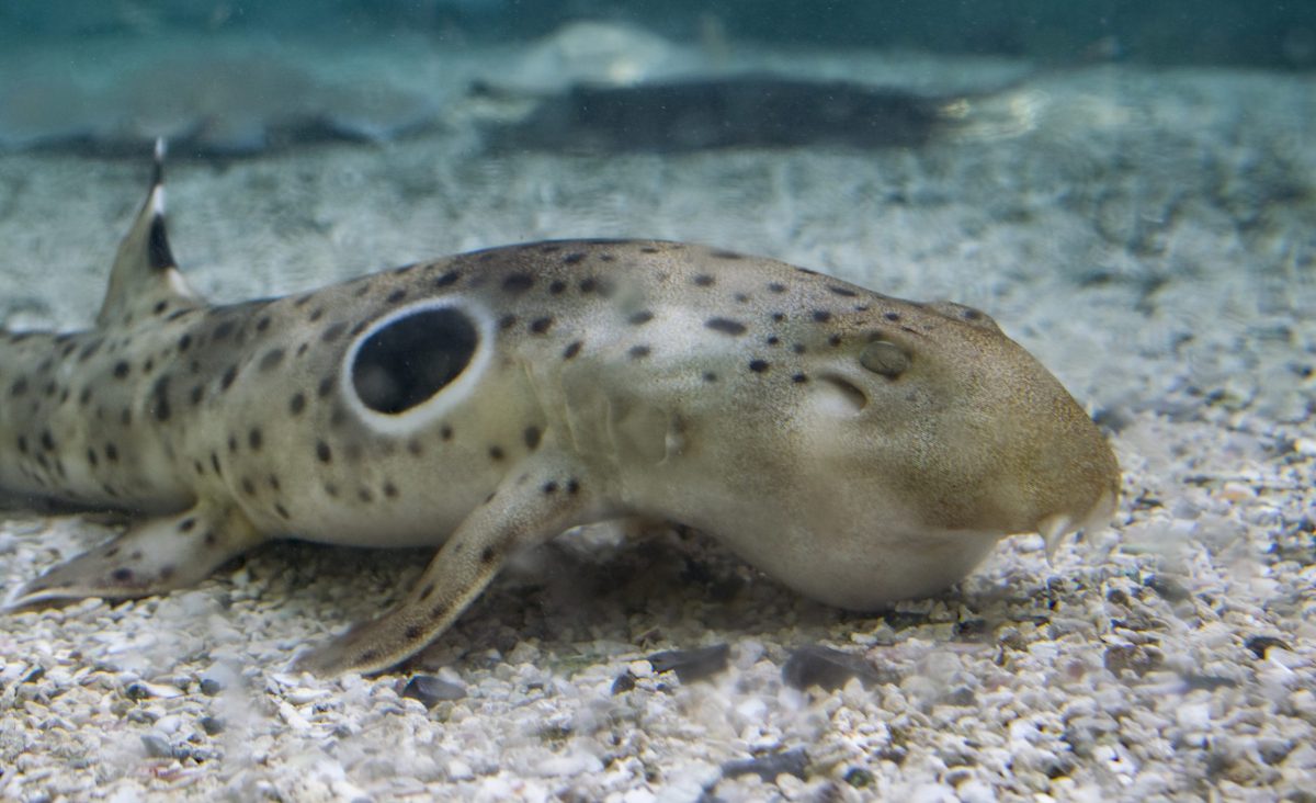 An Epaulette Shark in the Stingray Bay touch tank