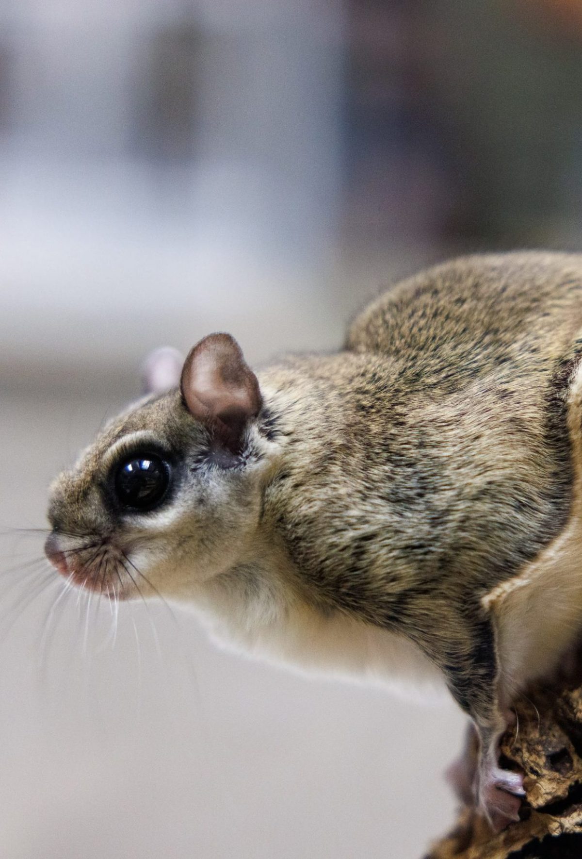 Southern Flying Squirrel