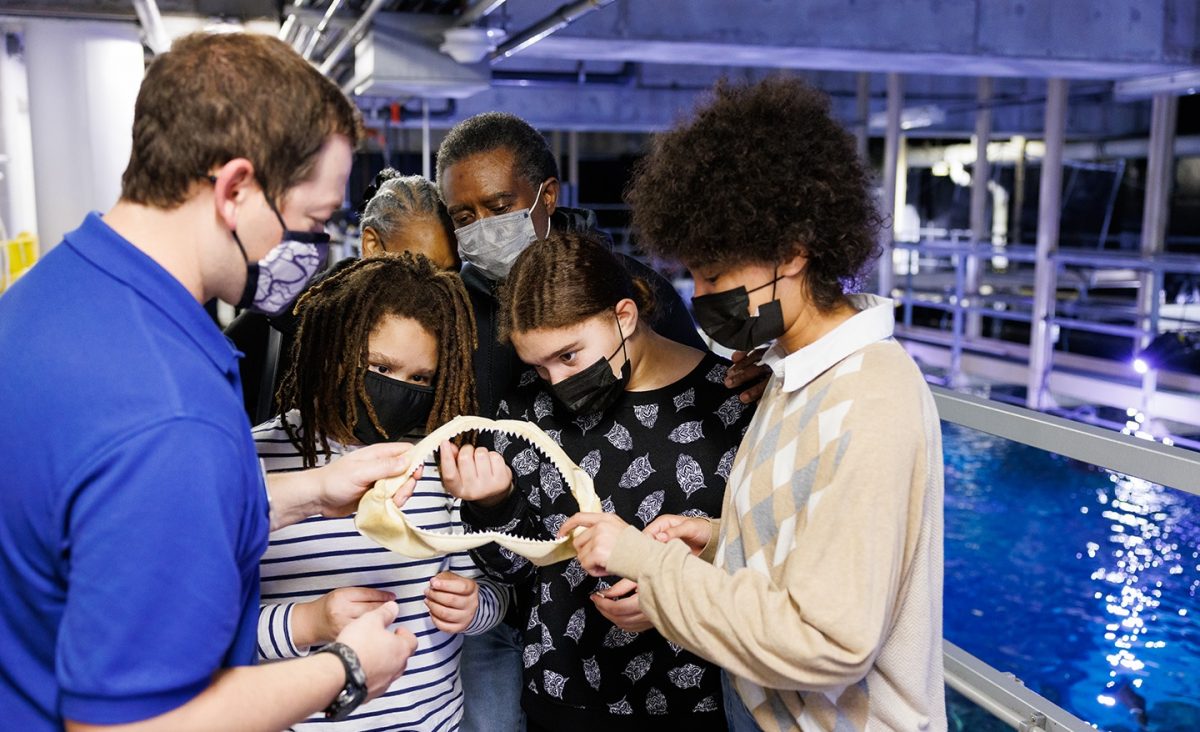 Guests examine a shark jaw