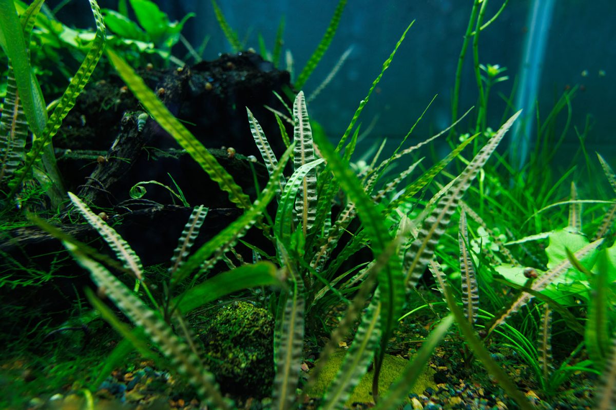 Cryptocoryne plant