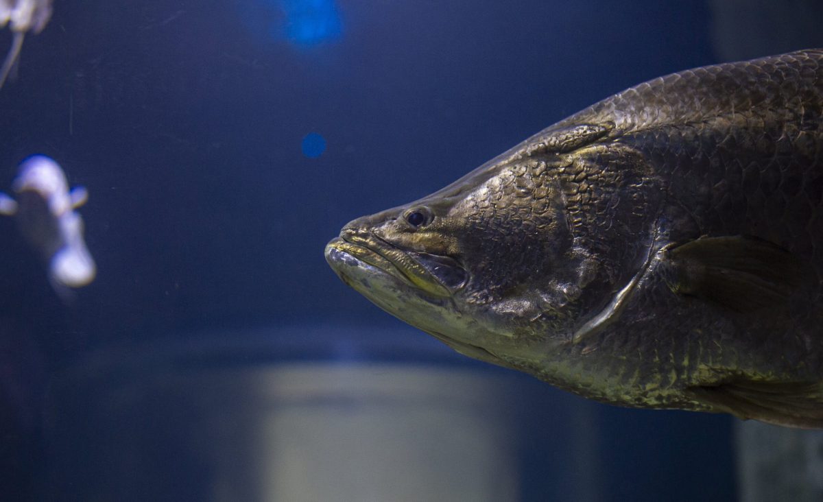 Barramundi swimming in the River Giants exhibit