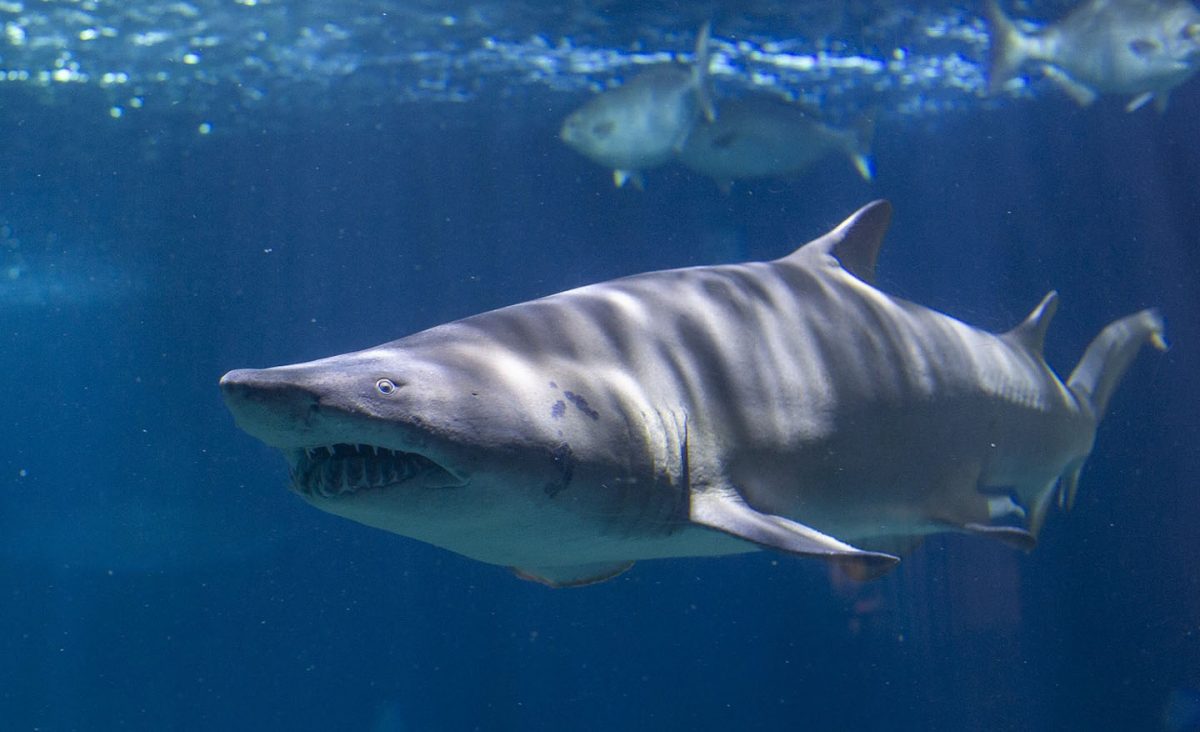 Sand Tiger Shark