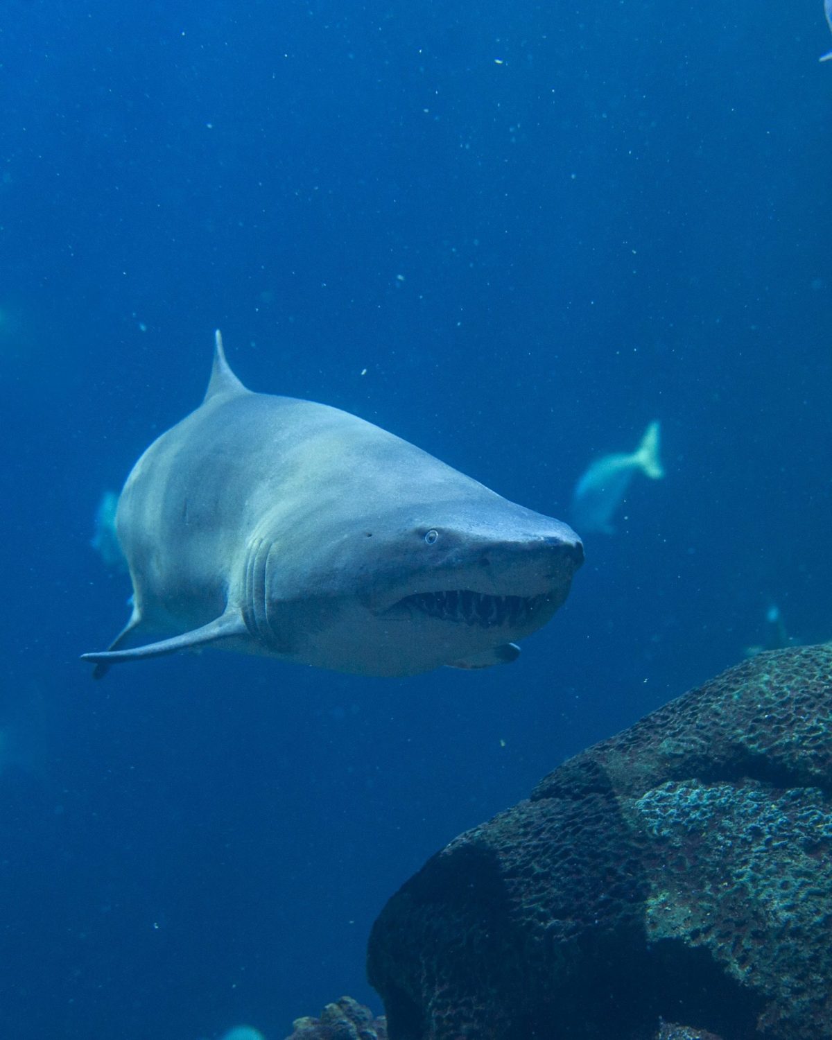 A Sand Tiger Shark