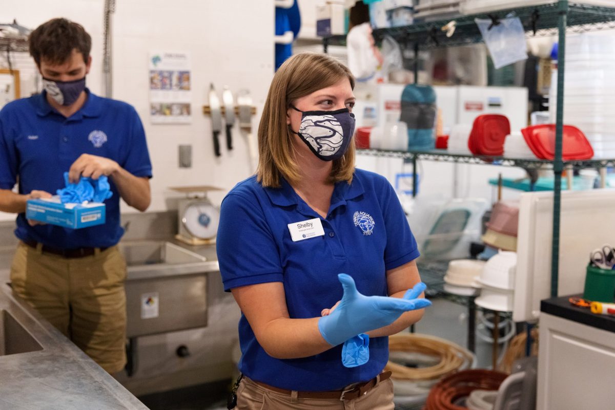 A vet tech dons surgical gloves