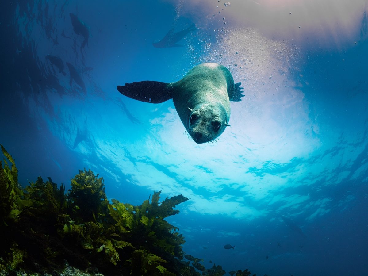 A sea lion