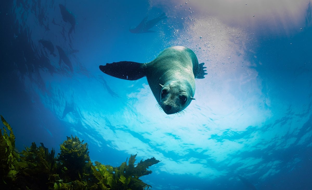 A sea lion