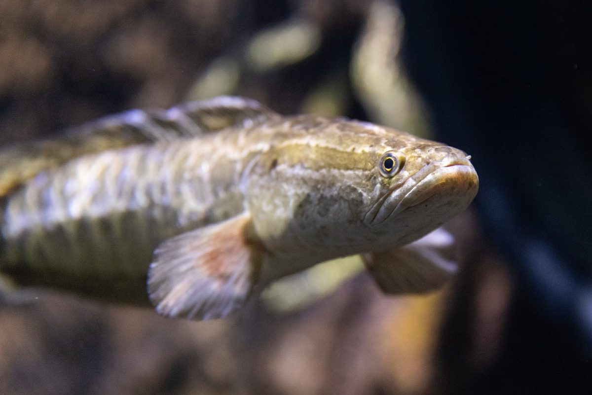 A Northern Snakehead fish