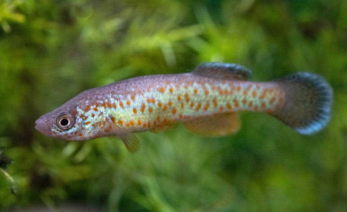 A Barrens Topminnow