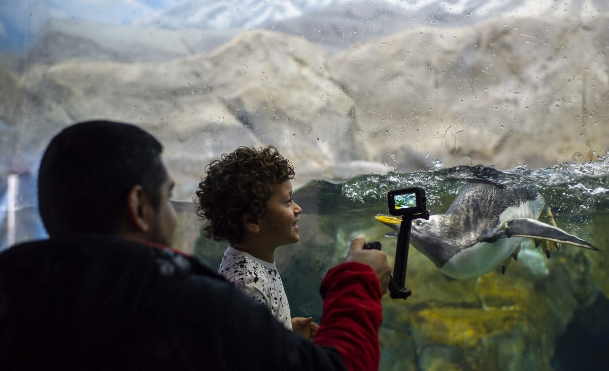 Guests enjoy Penguins Rock