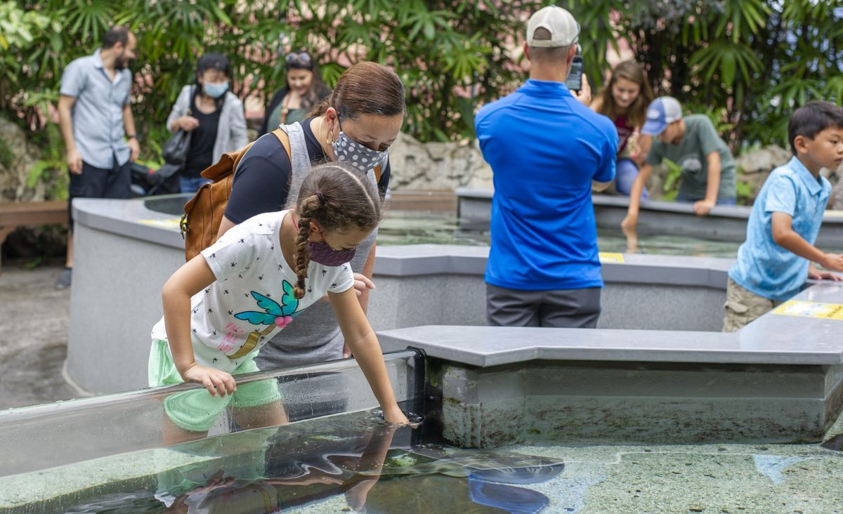 Guests enjoy the stingray touch exhibit