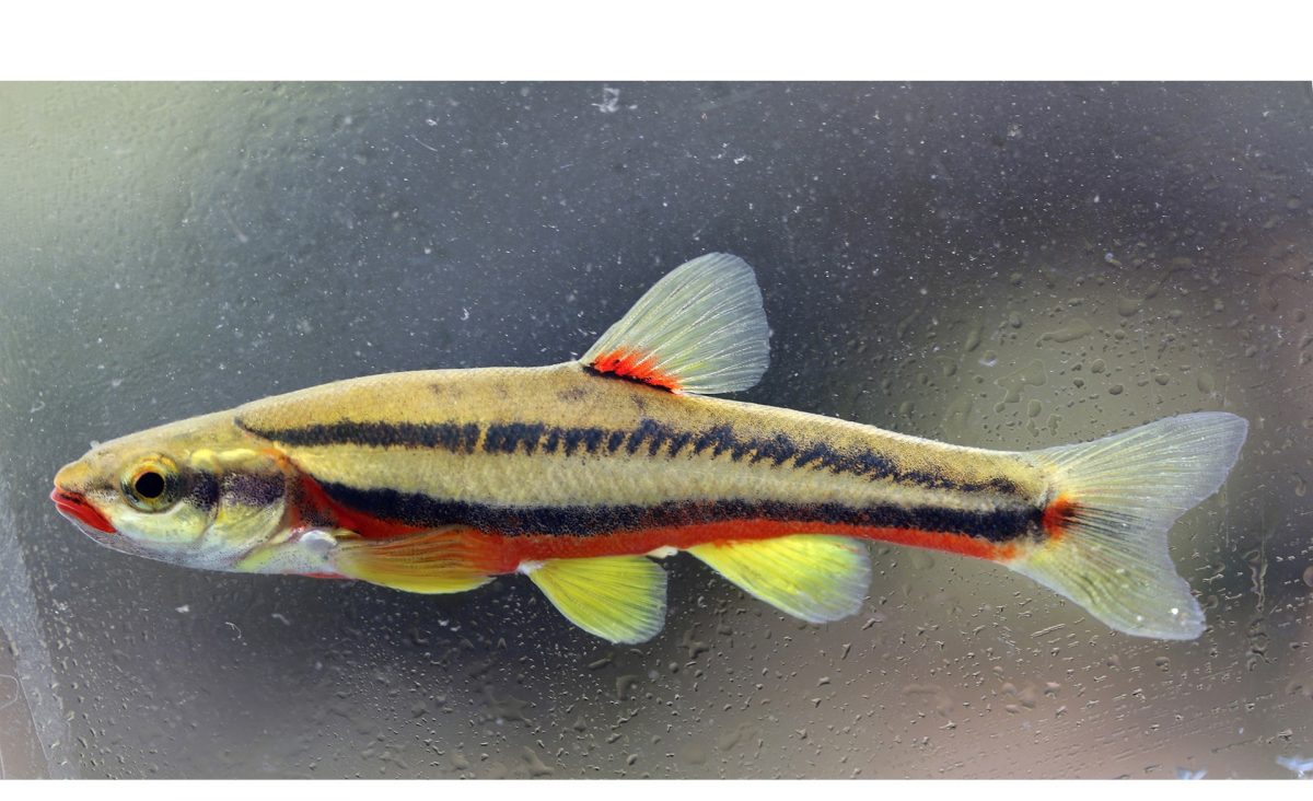 A Laurel Dace