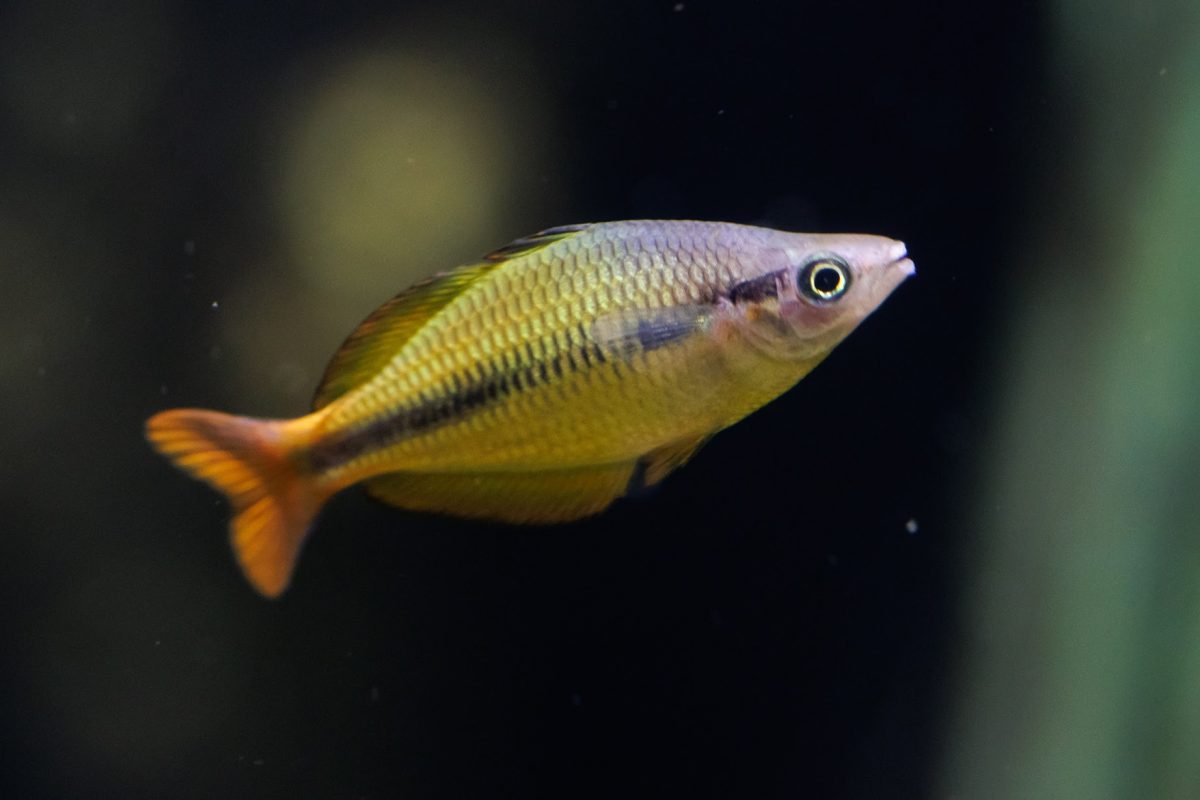 Yellow Rainbowfish