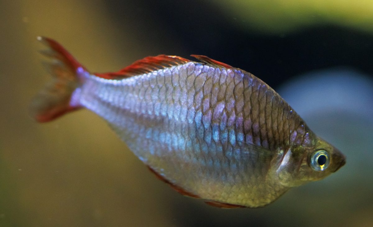 Turquoise Rainbowfish