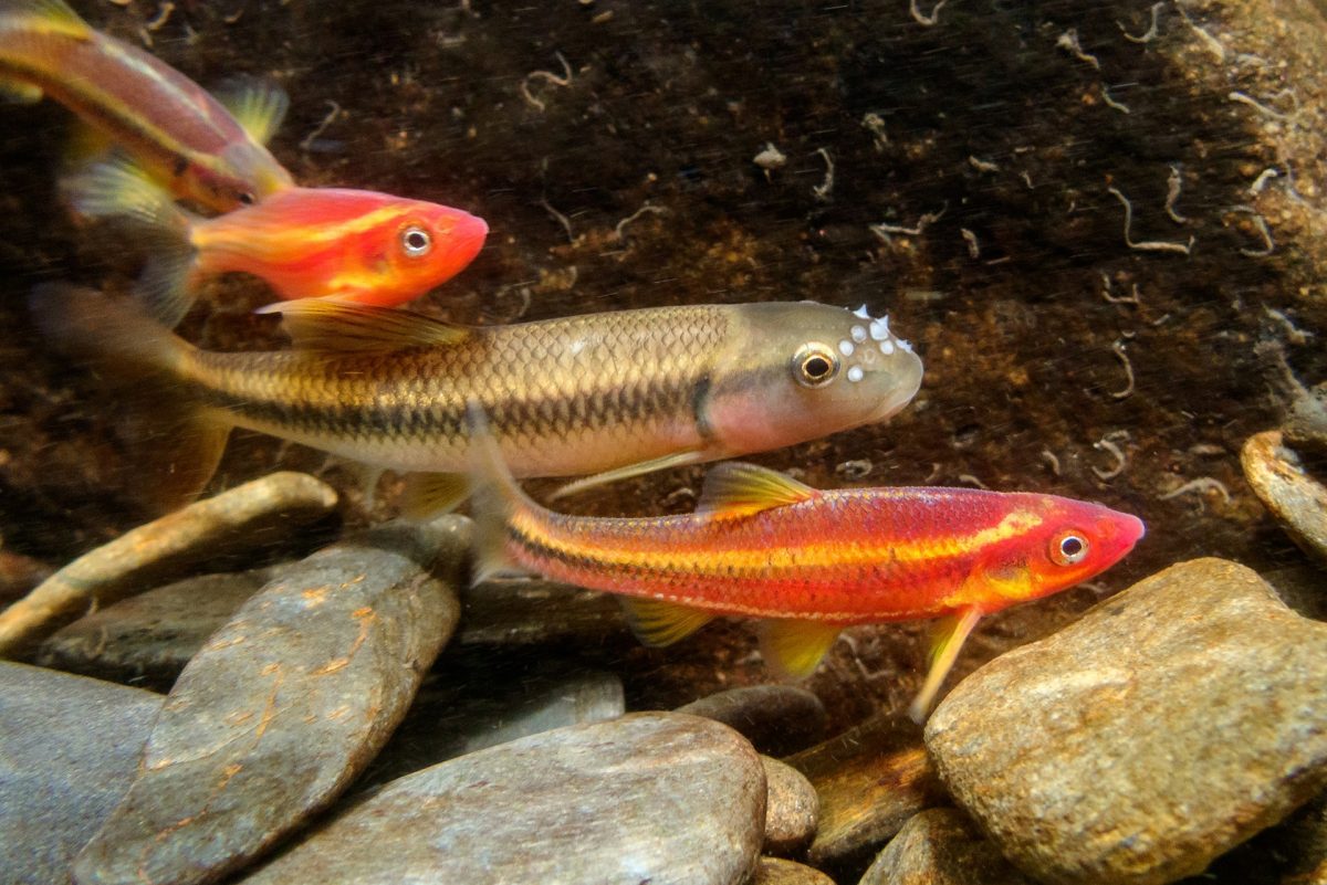 River chub and saffron shiners