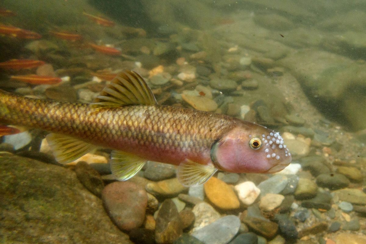 River Chub