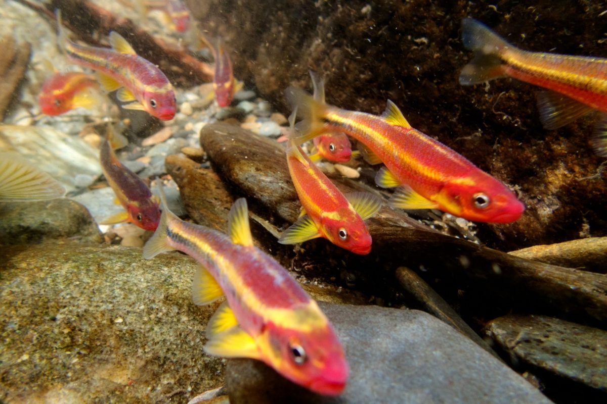 Saffron shiners swimming in river