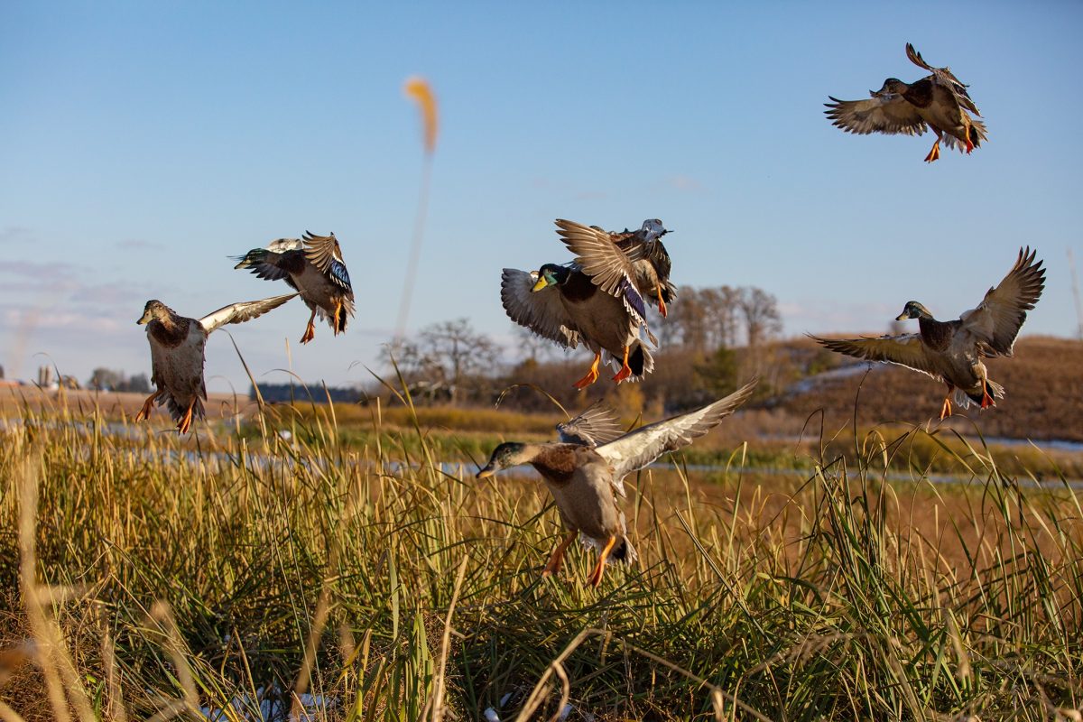 Mallard Ducks land in grass