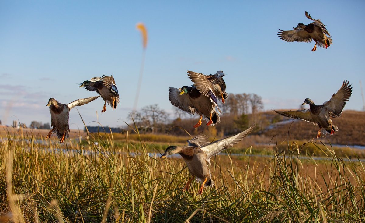 Mallard Ducks land in grass