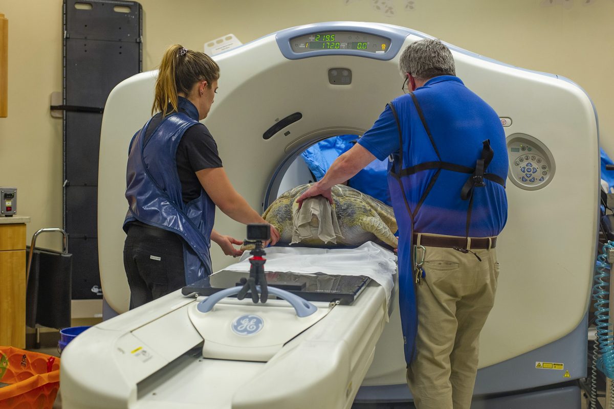 Dr. Keller assists with a sea turtle MRI