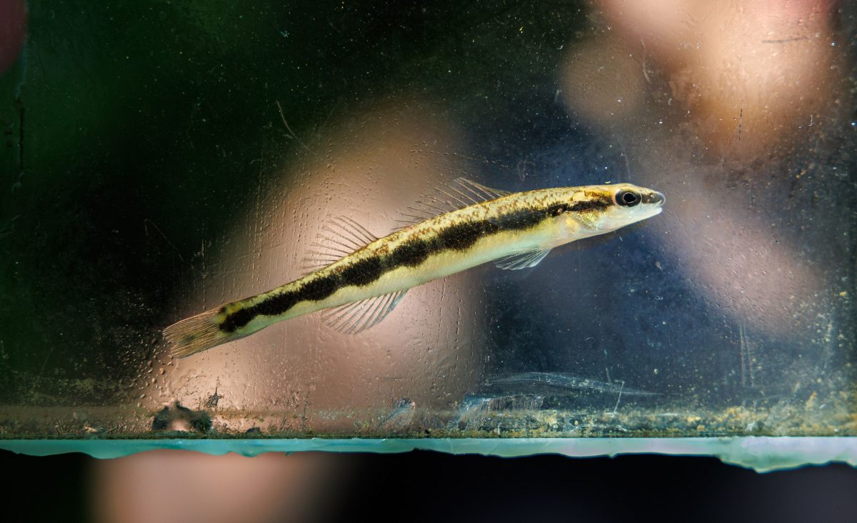 A Bridled Darter found in Long Swamp Creek near Jasper, Georgia.