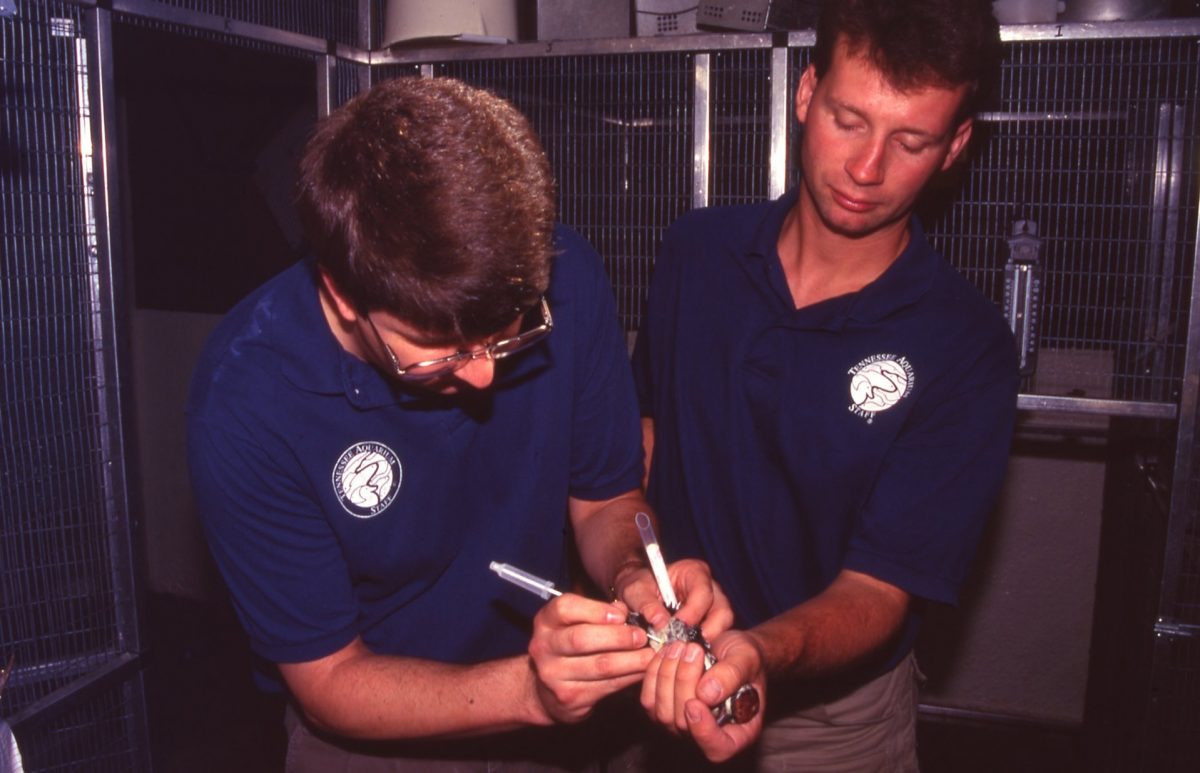 Aquarium veterinarian and assistant treat a sick animal