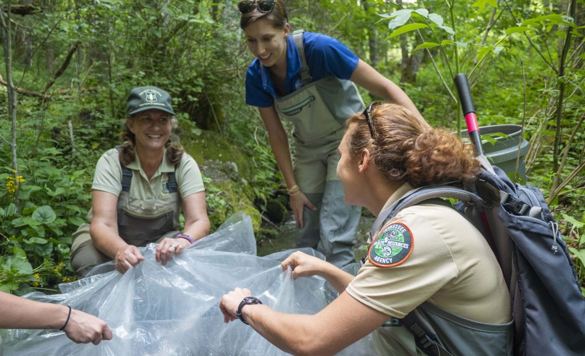 Representatives from the Forest Service, TWRA and Aquarium check on juvenile Southern Appalachian Brook Trout