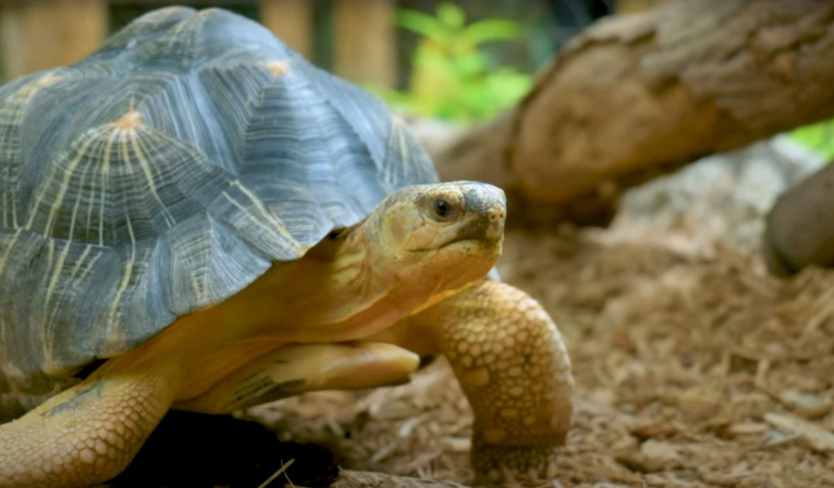 Rudy the Radiated Tortoise