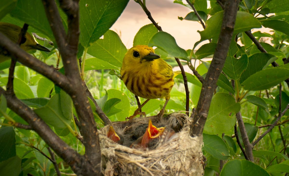 A Yellow Warbler