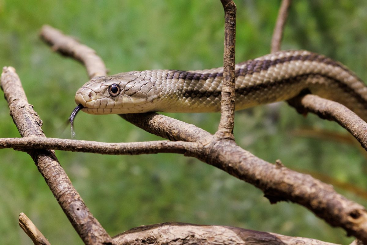 Eastern Rat Snake (Pantherophis alleghaniensis)