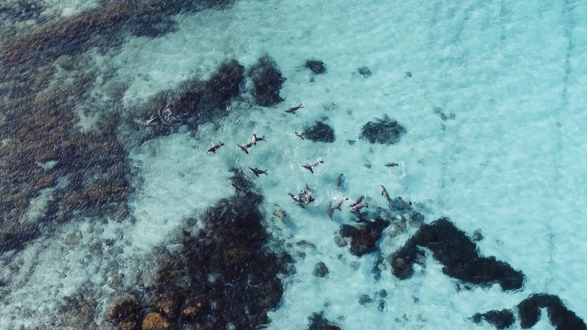 overhead view of sea lions swimming in the ocean