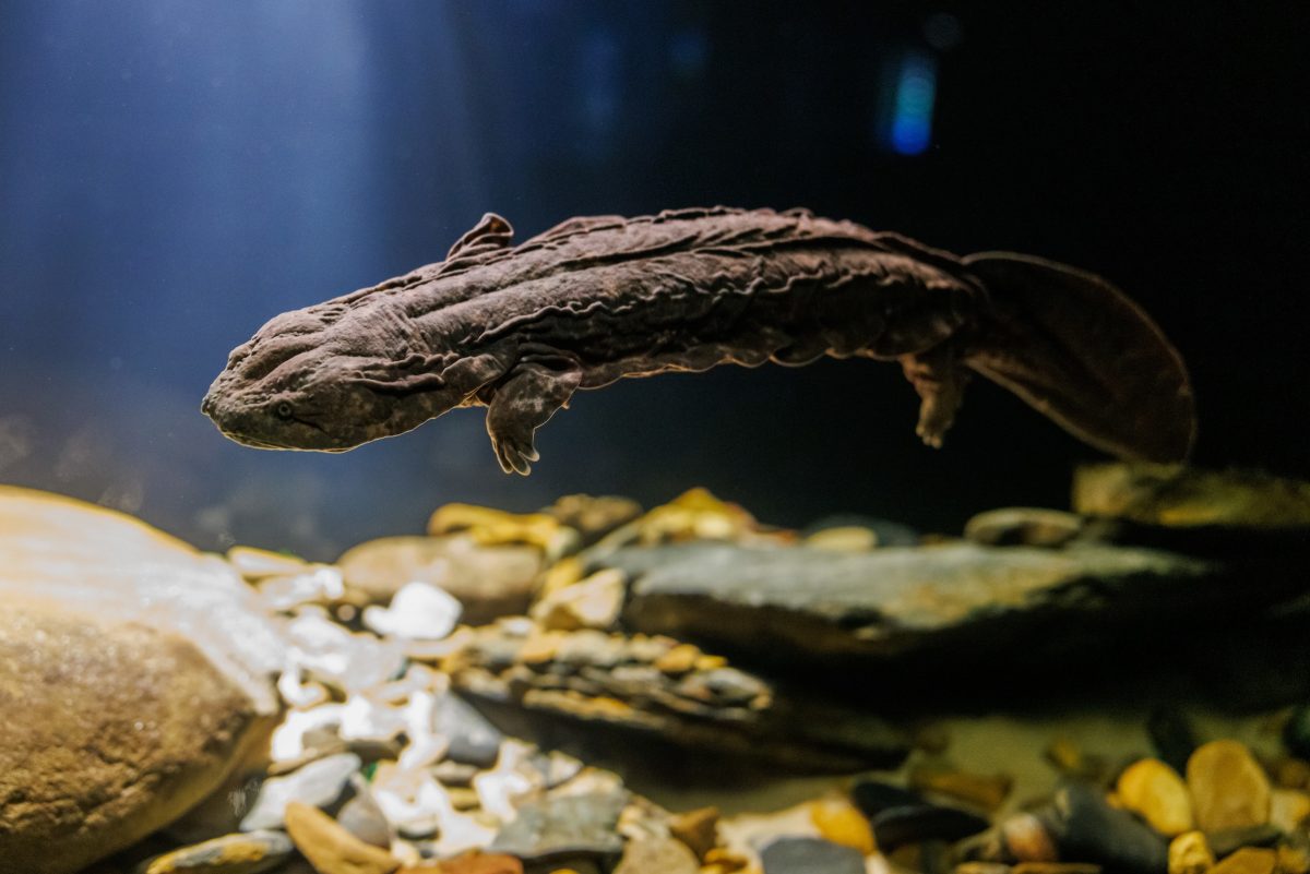 Hellbender