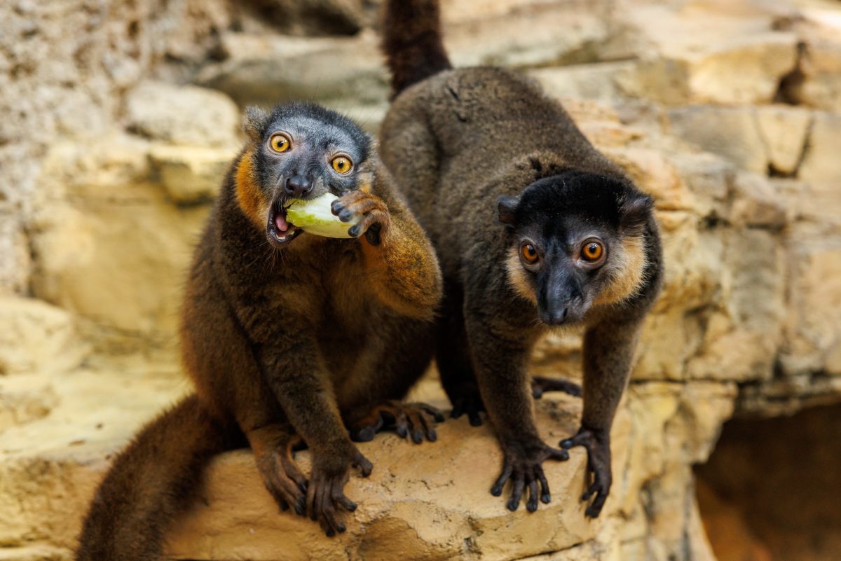 Lemur eating lettuce