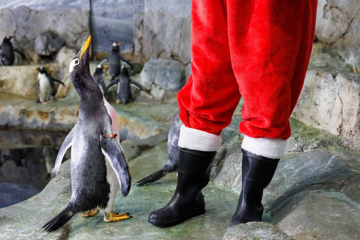 A penguin looks up at Santa