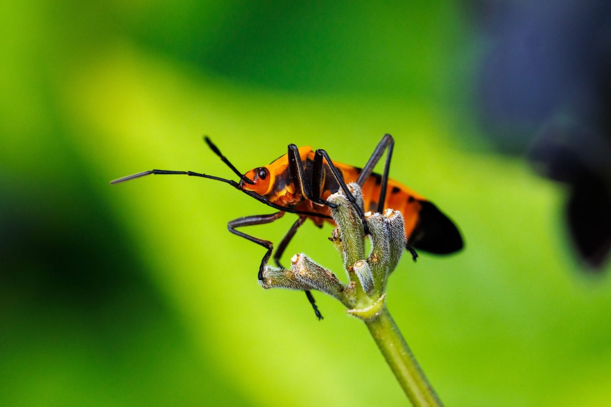 Large Milkweed Bug on a plant