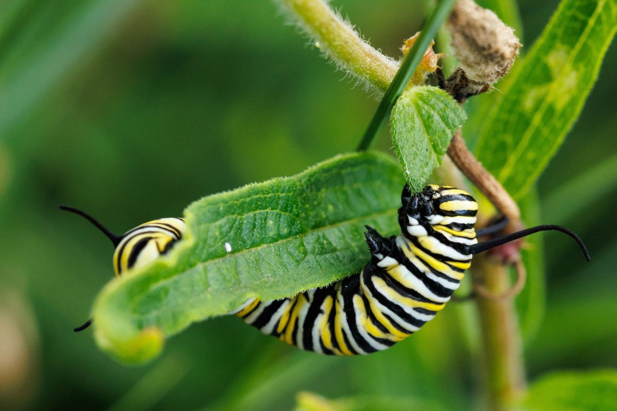 Monarch caterpillar eating milkweed