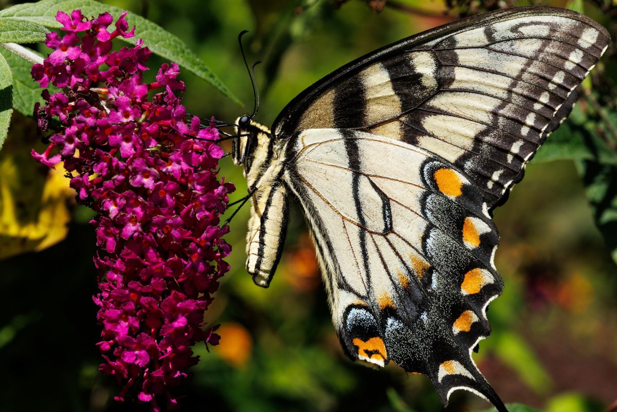 An Eastern Tiger Swallowtail Butterfly on a flower