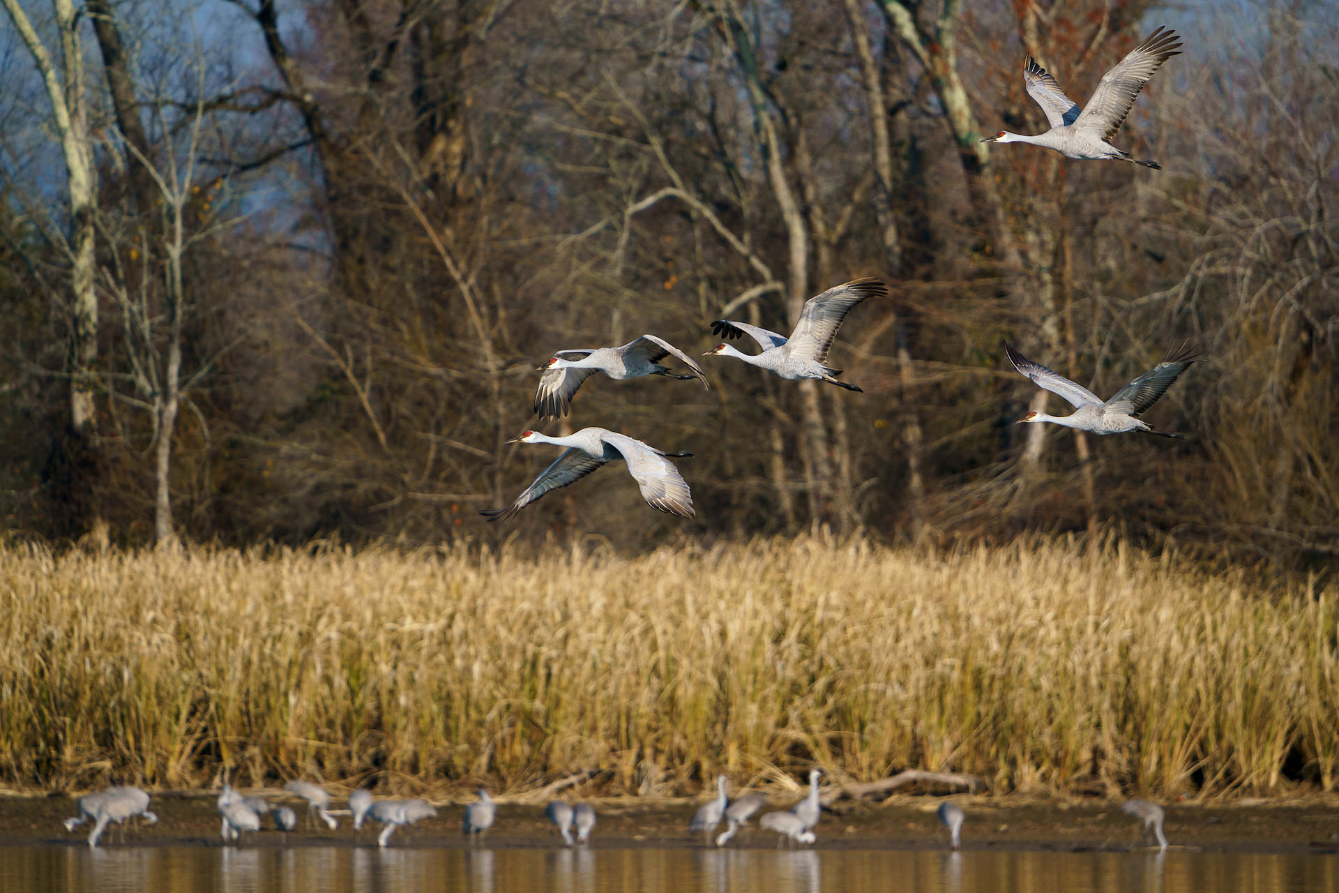 Sandhill cranes fly over water