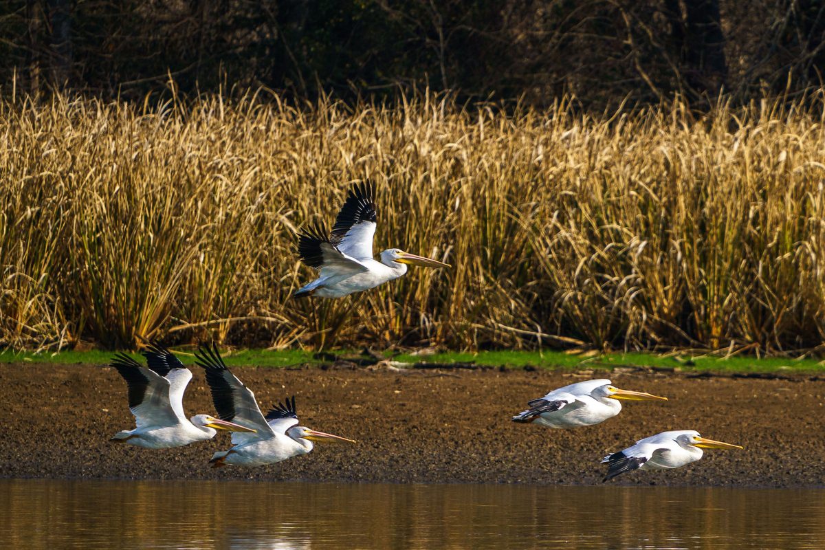 American white pelicans fly over water