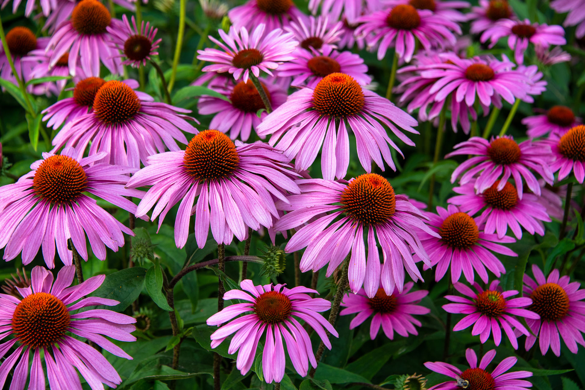 Purple coneflowers in field