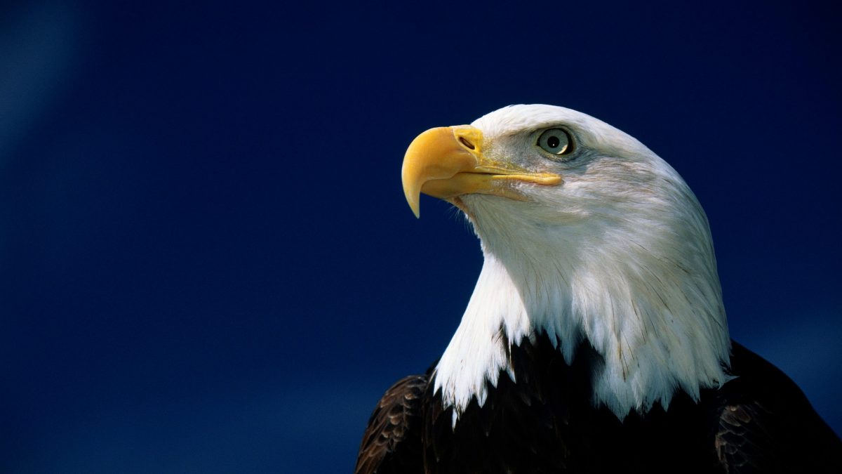 A Bald Eagle