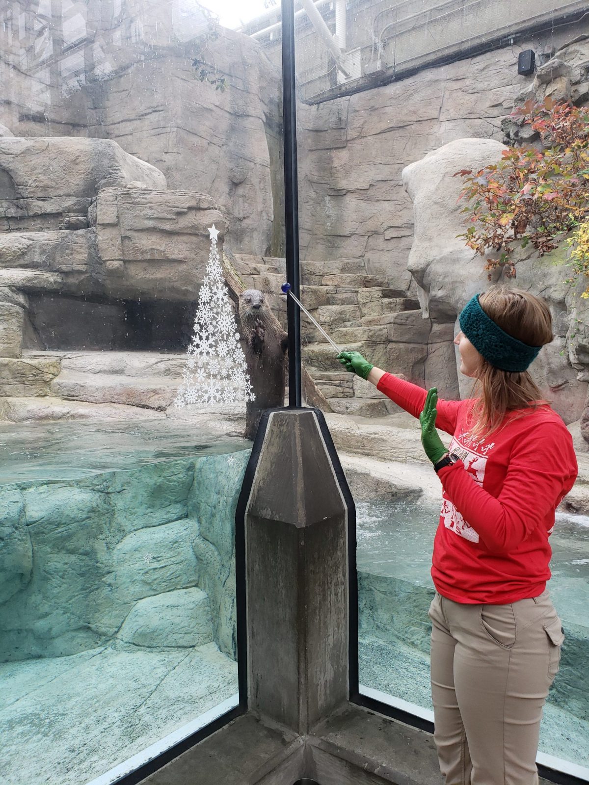 Delmar the North American River Otter at the Tennessee Aquarium